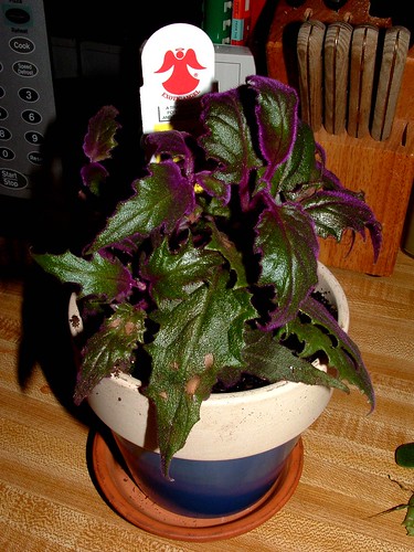 Bizarre purple plant thing...