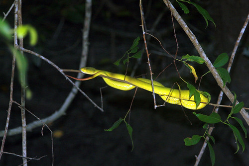 Sundarban, snake