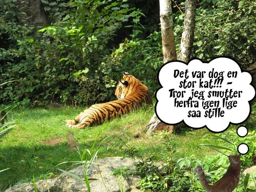 Busser i Berlin - Tiger i Zoo