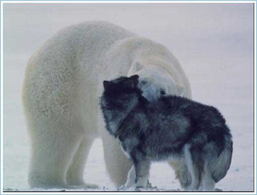 Polar Bear and Husky 4