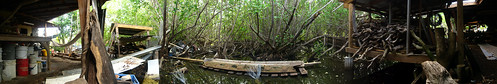 Mangroves at the back of Aragorn's studio, Trellis Bay, The British Virgin Islands