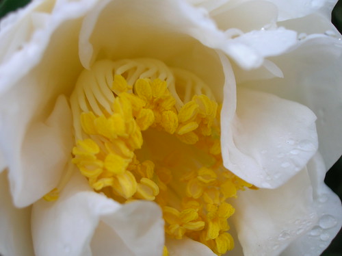 flirty camellia