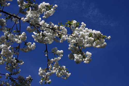 Blossoms and Blue