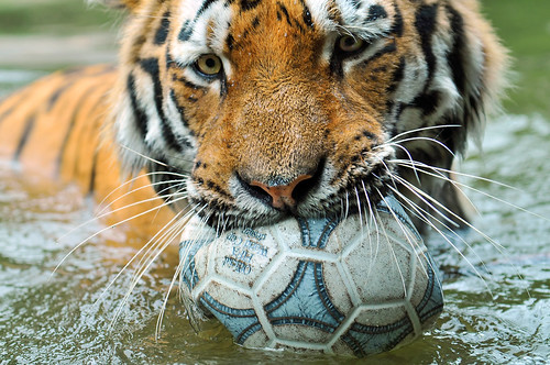 Playing with the ball 3 by Tambako the Jaguar, on Flickr