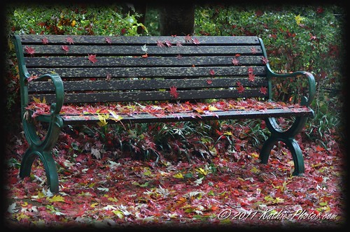 Autumn leaves on Bench