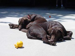 Labs Resting and Sunning