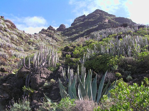 Rutas de senderismo en Tenerife (con fotos) - Blogs of Spain - Rutas de senderismo en Tenerife III (10)