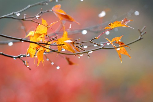 drops of rain : autumn in taisyaku-ravine '07