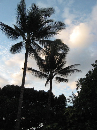 Hawaii Trees and Sky