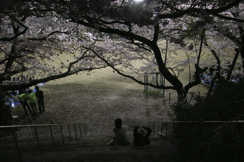 夜桜七景