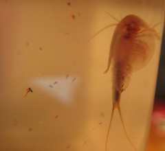 Triops, day 10