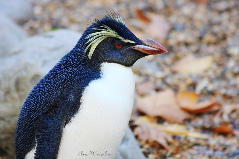 Penguin @ London Zoo