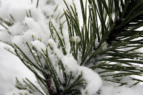 Mugo pine branch covered in snow
