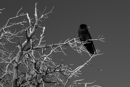 Raven at Desert View