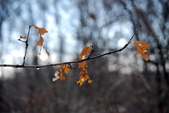 Tattered Leaves