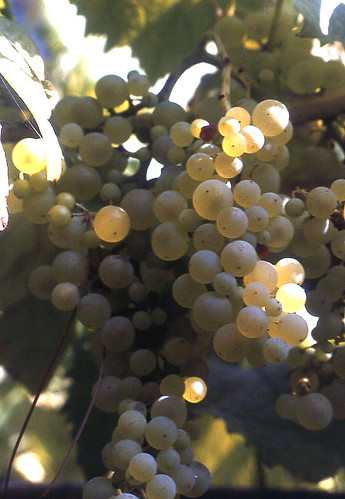 VERMENTINO Grapes