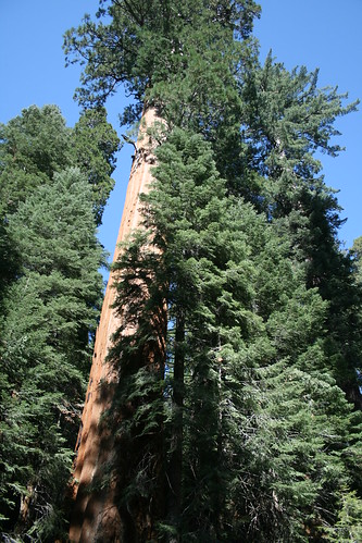 Sequoia National Park -  (4)