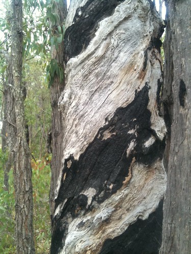 stripey tree