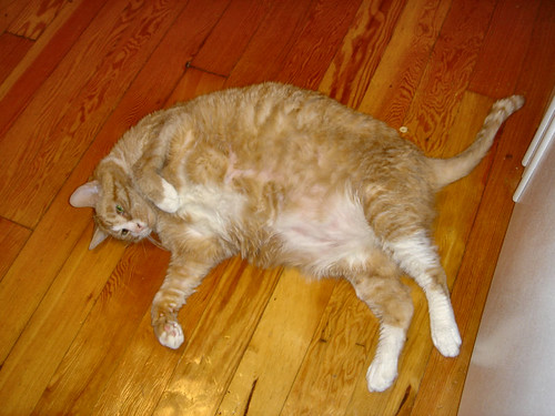 Pictures Of The Worlds Fattest Cat. 10/11/07 - The World#39;s Fattest