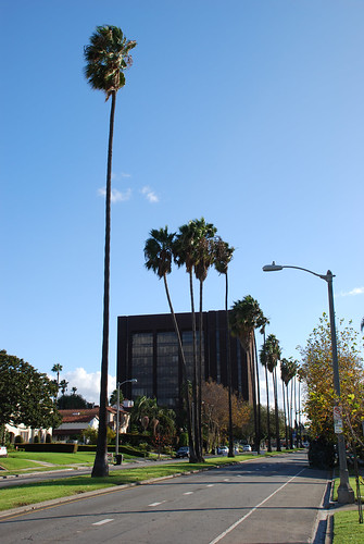 Palm Trees and Median Strip