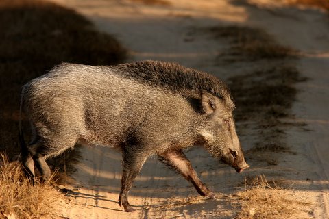 wild boar 2212