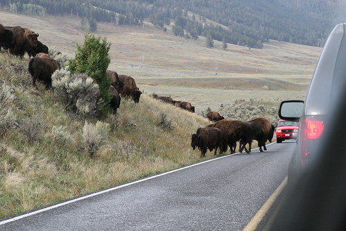 Bison Have The Right-of-Way