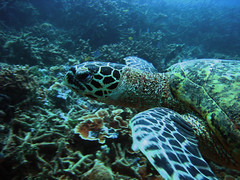 Up Close and Personal with the Hawksbill