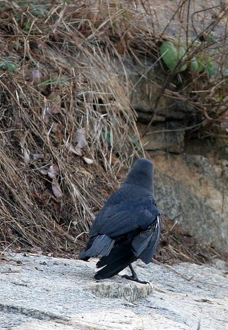 crow with a broken wing lalbagh 150308