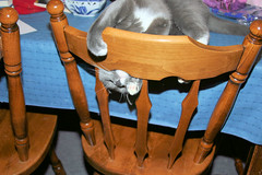 Socks attacking a chair
