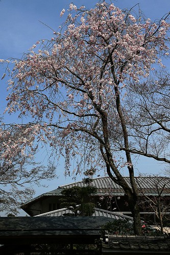 背の高い桜