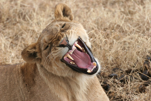 フリー写真素材|動物|哺乳類|ネコ科|ライオン|