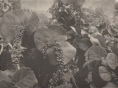 Sea Grapes in Black and White by Lisa's Random Photos