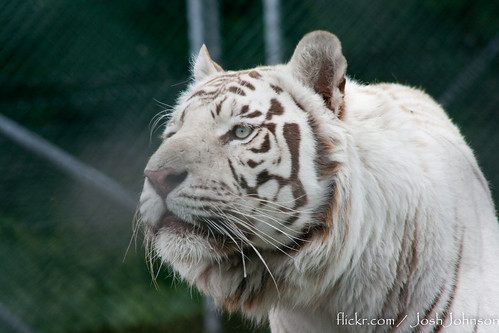 deformed white tiger pictures. Bengal White Tiger Prowling