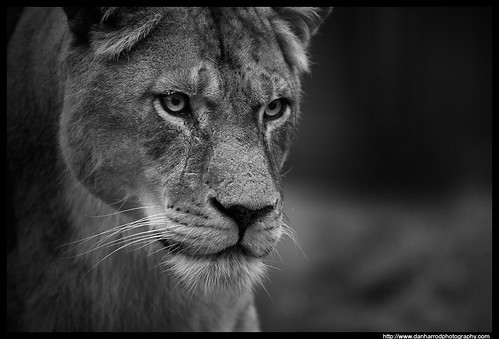  Lioness, Black and White Study 