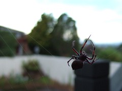 big spider 2