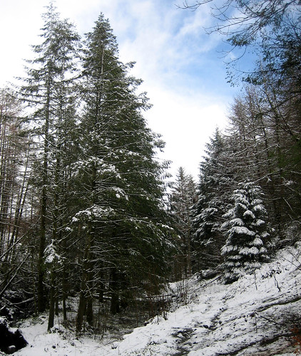 Kelburn trees in snow