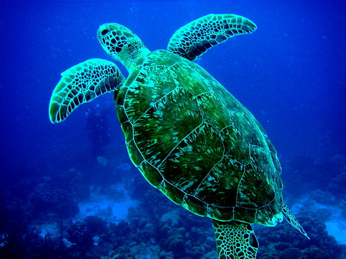 Sea turtles, like so many other marine animals are critically endangered.