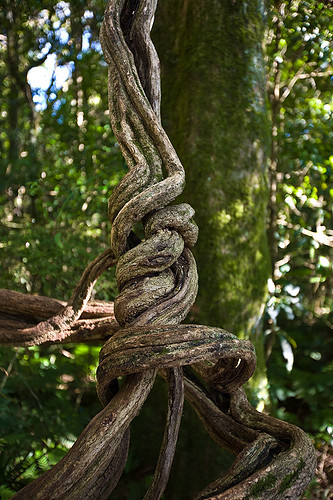 Twisted Water Vine