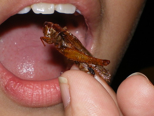 fried grasshopper