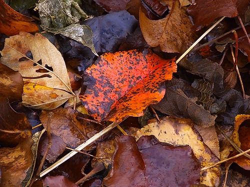 Fallen leaves 1.jpg