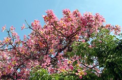 Kapok tree branches, some with flowers, some w...