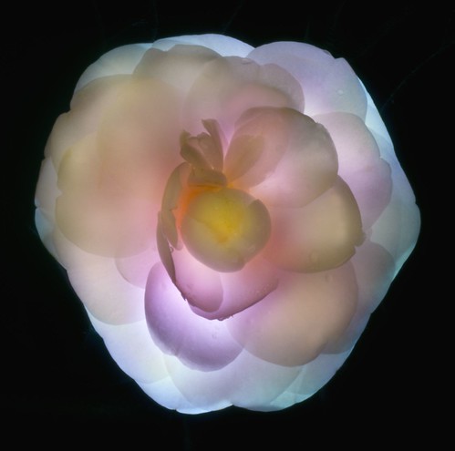 Camellia Light