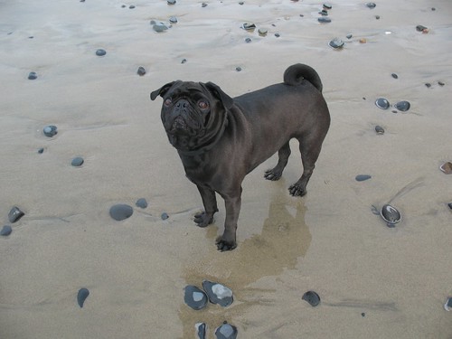 Wiley on the beach