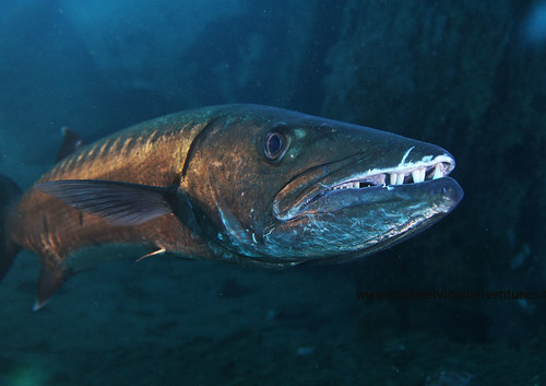 Barracuda no Bite diving Tulamben Bali