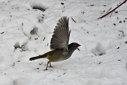 White crowned sparrow, Takeoff!