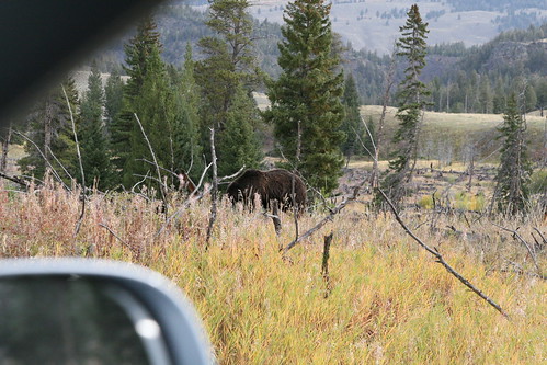 Roadside Grizzly