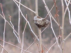 Tiny nest