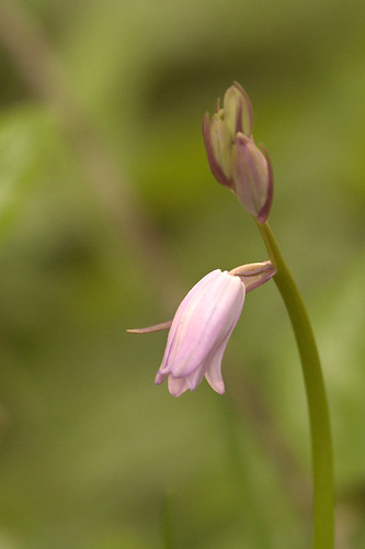 Hyacinthoides