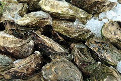 Fresh Oysters in the Fish Market