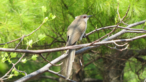 Black-billed cuckoo by ricmcarthur
